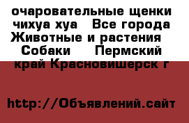 очаровательные щенки чихуа-хуа - Все города Животные и растения » Собаки   . Пермский край,Красновишерск г.